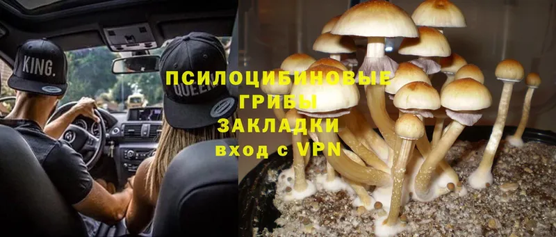 Псилоцибиновые грибы Magic Shrooms  blacksprut tor  Бабушкин 